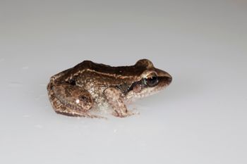 Media type: image;   Herpetology A-148549